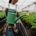 A Beginner's Guide to Vegetable Gardening